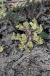 Bearded milkvetch